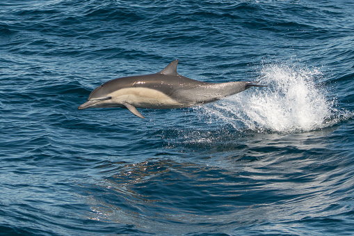 Common dolphin in flight, Dana Point California