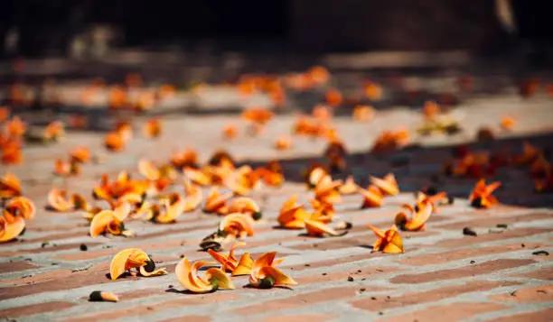 Photo of Colourful flowers falling on a concrete surface