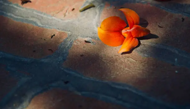 Photo of Fallen colourful flowers on a concrete surface