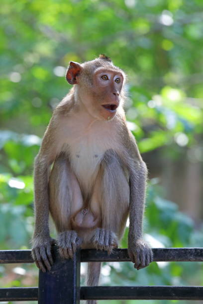 istock Macaca fascicularis. The male monkey in a tropical setting 1140172764
