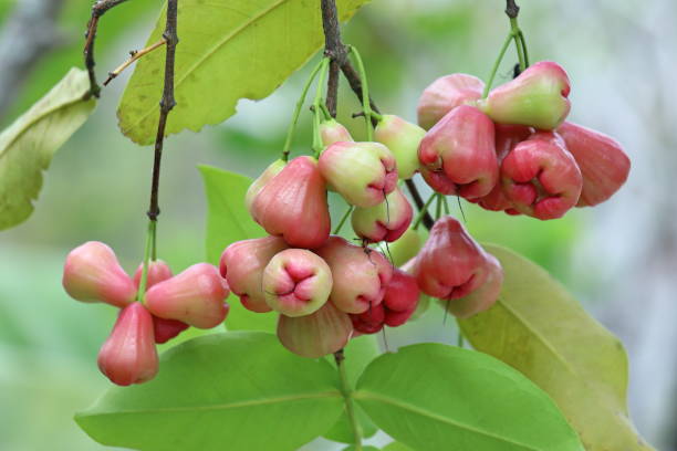 Syzygium jambos. The fruits of rose Apple chompoo in Thailand Syzygium jambos. Malabar plum fruit on the branches water apple stock pictures, royalty-free photos & images