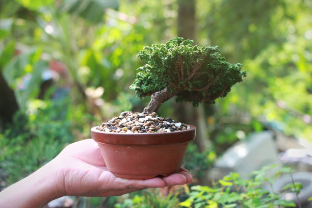istock Sekka Hinoki Japanese bonsai Tree on Hand 1140173183