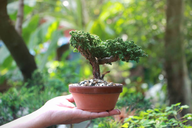 istock Sekka Hinoki Japanese bonsai Tree on Hand 1140173186