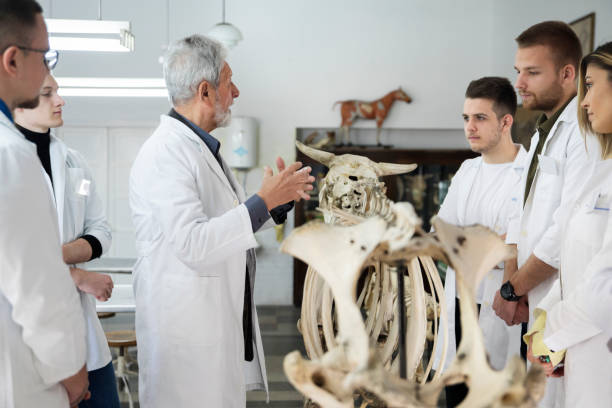 die studenten diskutieren mit dem professor. - anatomy classroom human skeleton student stock-fotos und bilder
