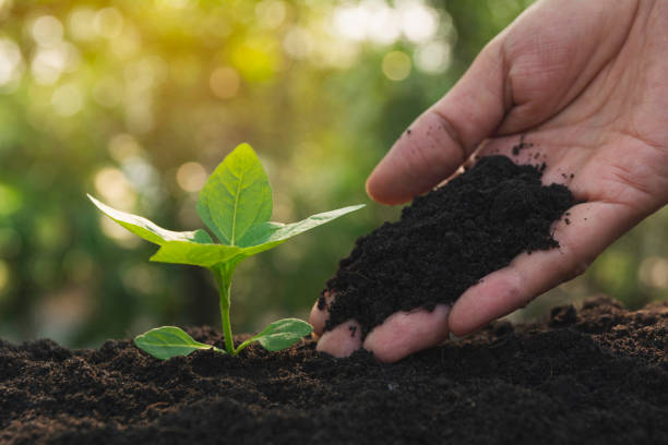 istock Seedling and plant growing in soil and copy space for insert text 1140174006