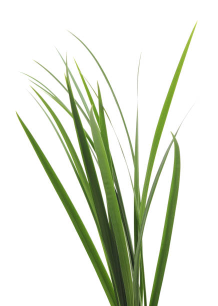 Bunch of green cane. Bunch of green cane isolated on a white background. sedge stock pictures, royalty-free photos & images