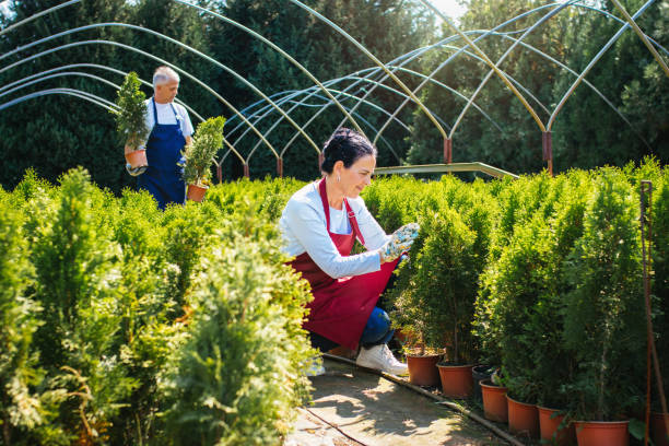 istock Gardeners checking plant progress at plant nursery 1140174510