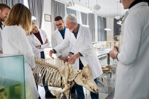 die studenten diskutieren mit dem professor. - anatomy classroom human skeleton student stock-fotos und bilder