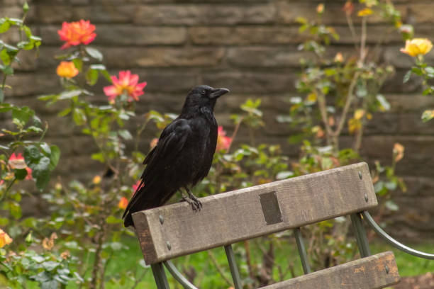 a crow standing among the bushes