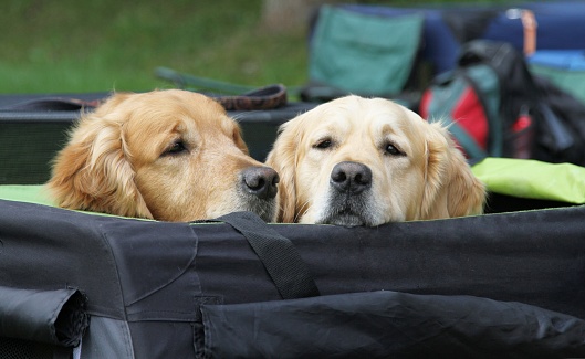 Two retriever dogs peering over safety pen