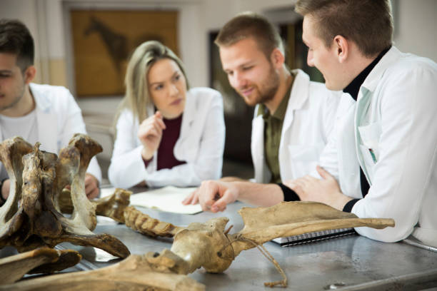 schülergruppe im unterricht - anatomy classroom human skeleton student stock-fotos und bilder
