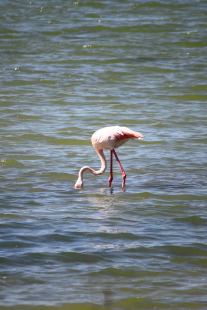 istock Flamingo in Molentargius Park of Cagliari 1140175897