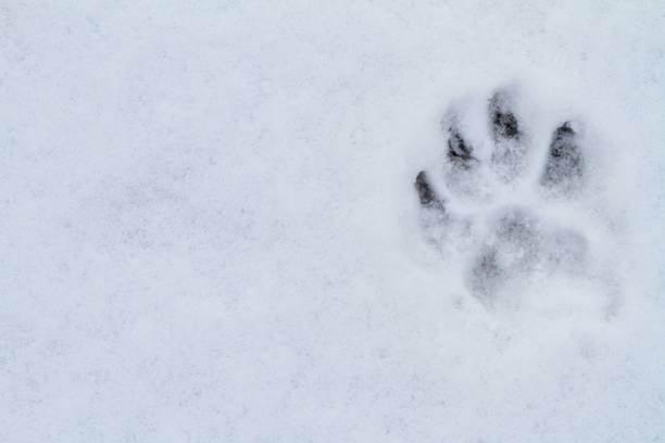 istock dog paw print in snow 1140175918
