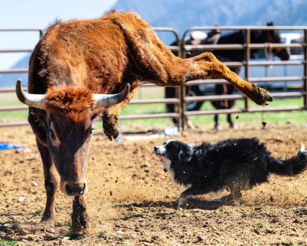 개에서 멀리 점프 젊은 황소 - cattle dog 뉴스 사진 이미지