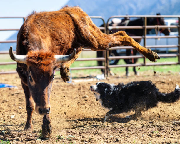 young bull jumping away from dog - cattle dog imagens e fotografias de stock