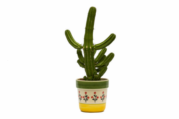 istock Cactus in pot isolated on white background 1140176774
