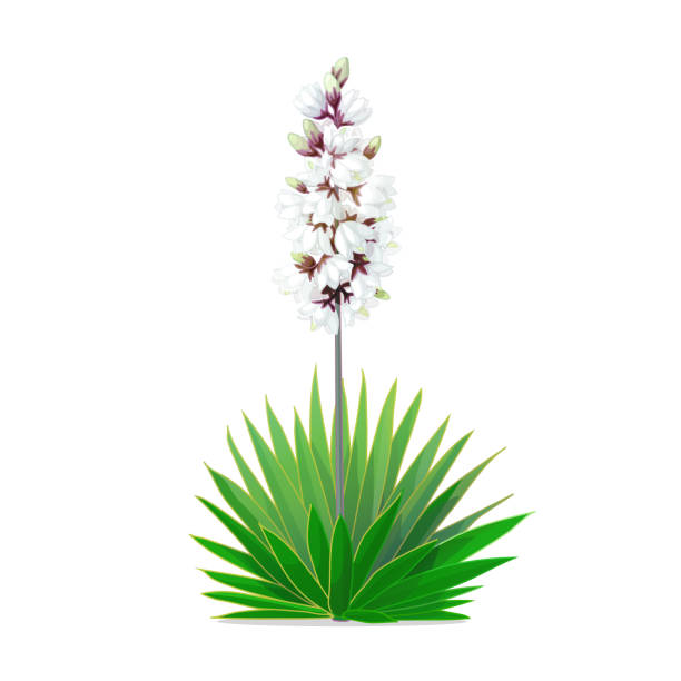 vector cartoon plants clip art vector cartoon plants nature clip art. blooming yucca bayonet stock illustrations