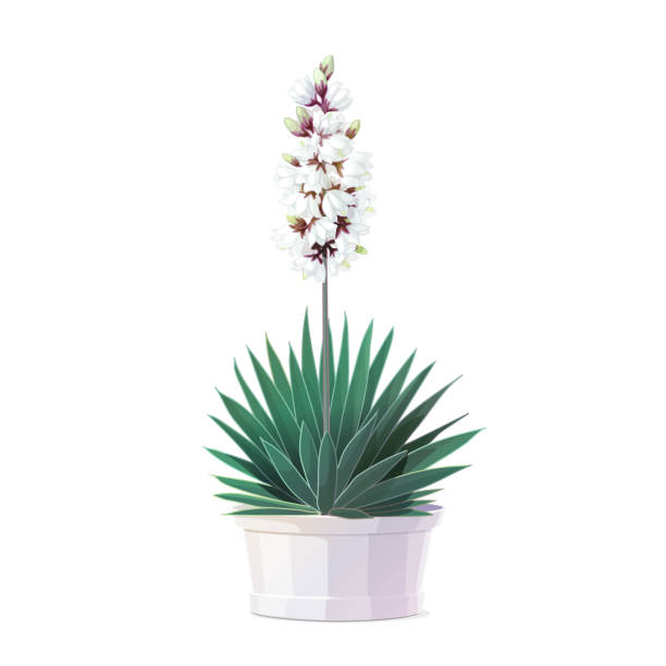 vector cartoon plants clip art vector cartoon plants nature clip art. blooming yucca bayonet stock illustrations
