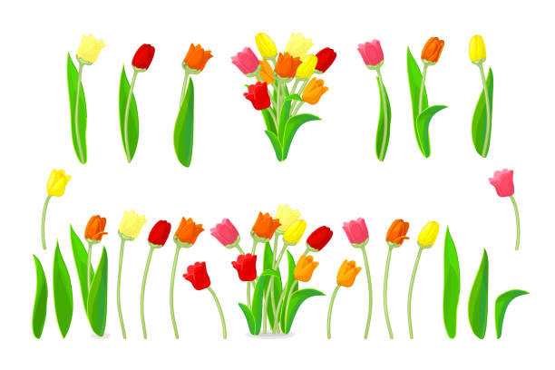 vector cartoon plants clip art vector cartoon plants nature clip art. Spring tulip flowers set tulip petals stock illustrations