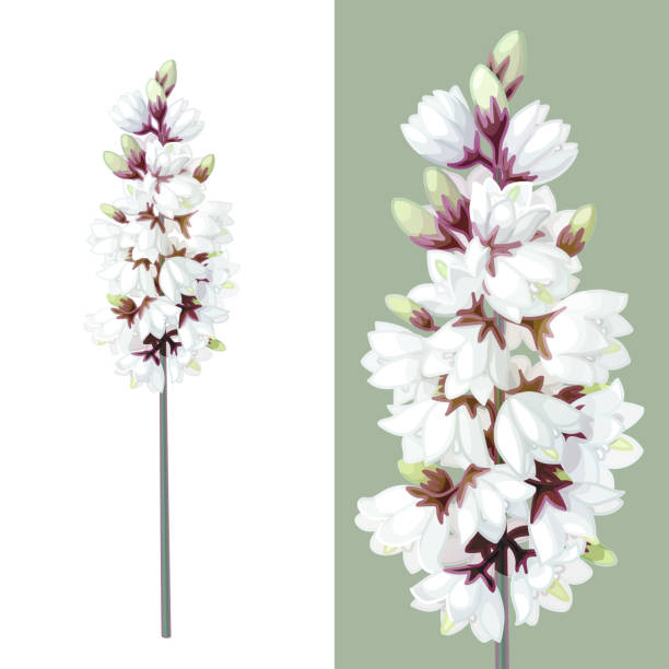 720+ Yucca Flower Stock Illustrations, Royalty-Free Vector