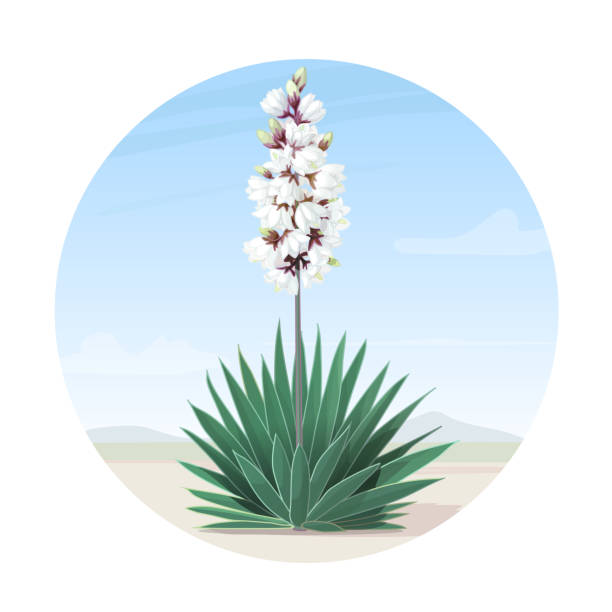 ilustrações, clipart, desenhos animados e ícones de vector cartoon plantas clip-art - yucca