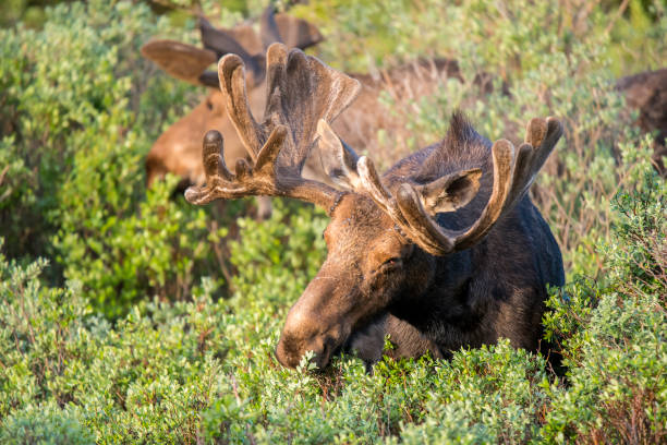 istock Bull Moose in velvet grazing at sunrise 1140177109