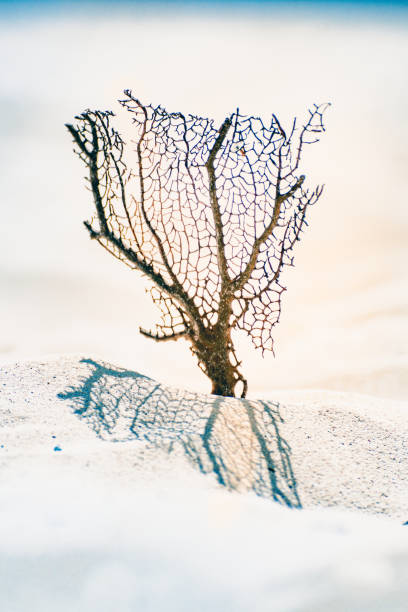 istock Seafan with ocean, beach, sky and seascape 1140177330