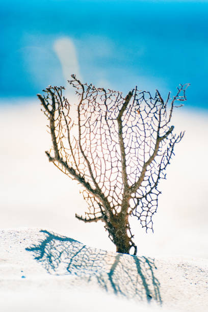istock Seafan with ocean, beach, sky and seascape 1140178017