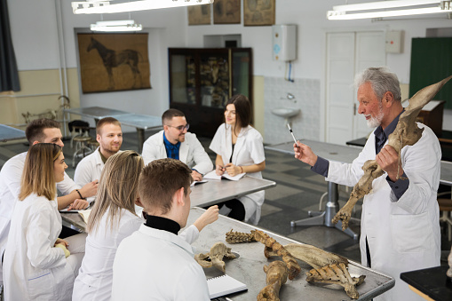 Group of veterinary students having an anatomy classes.