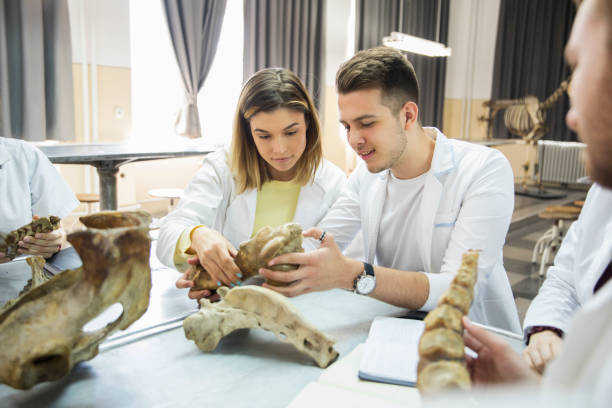 schülergruppe im unterricht - anatomy classroom human skeleton student stock-fotos und bilder