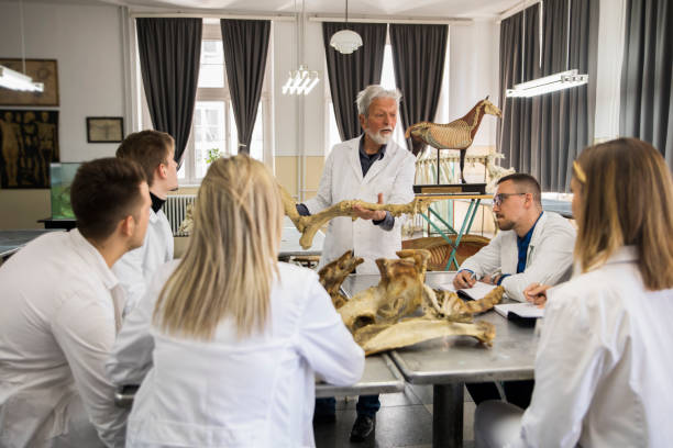 die studenten diskutieren mit dem professor. - anatomy classroom human skeleton student stock-fotos und bilder