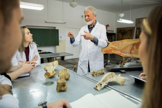 die studenten diskutieren mit dem professor. - anatomy classroom human skeleton student stock-fotos und bilder