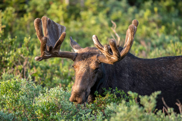istock Bull Moose in velvet grazing at sunrise 1140180111