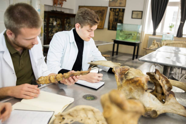 schülergruppe im unterricht - anatomy classroom human skeleton student stock-fotos und bilder