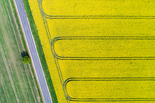 Canola field from above