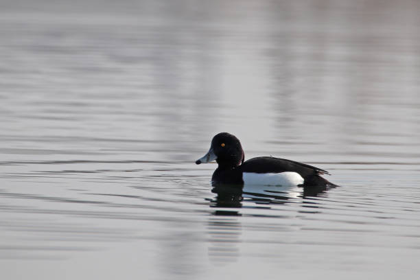 istock A male Morillon scaum in the morning light 02. 1140180781