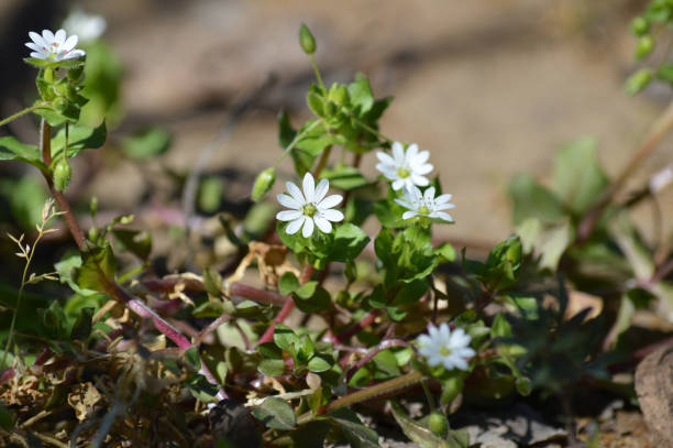 Close-up of Common Chickweed Flowers, Stellaria Media, Nature, Macro Common Chickweed Flowers, Stellaria Media stellaria media stock pictures, royalty-free photos & images