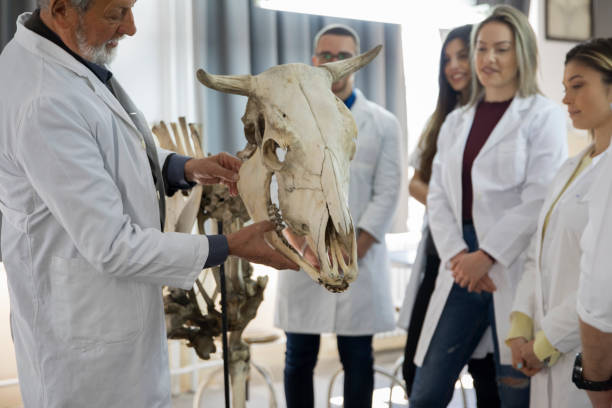 die studenten diskutieren mit dem professor. - anatomy classroom human skeleton student stock-fotos und bilder