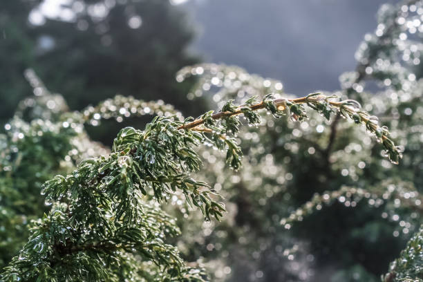 istock Juniper twig with drops after the rain. 1140181513