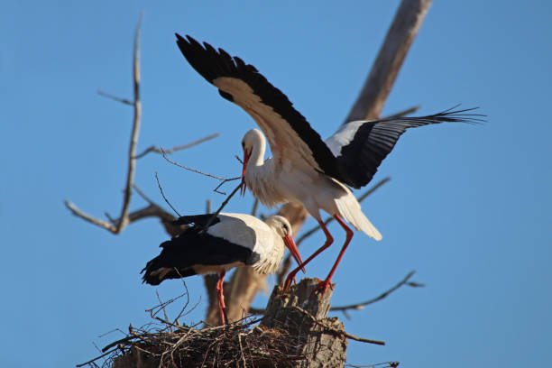 istock Stork building his nest 02. 1140181959