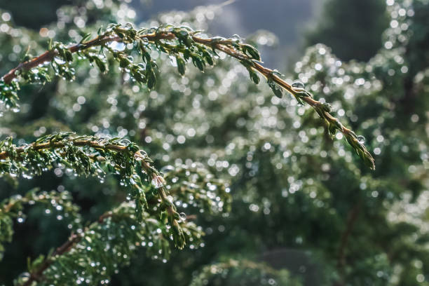 istock Juniper twig with drops after the rain. 1140182069