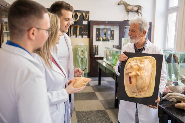 istock Students learn about the mammary gland 1140182185