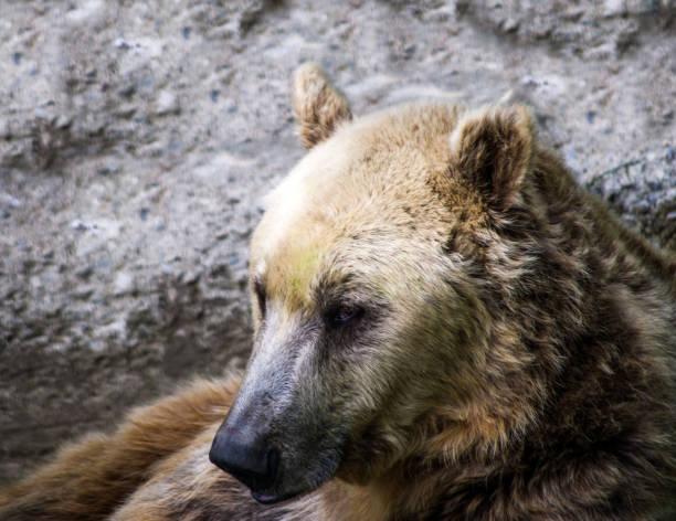 istock brown bear in the free forest in nature 1140182269