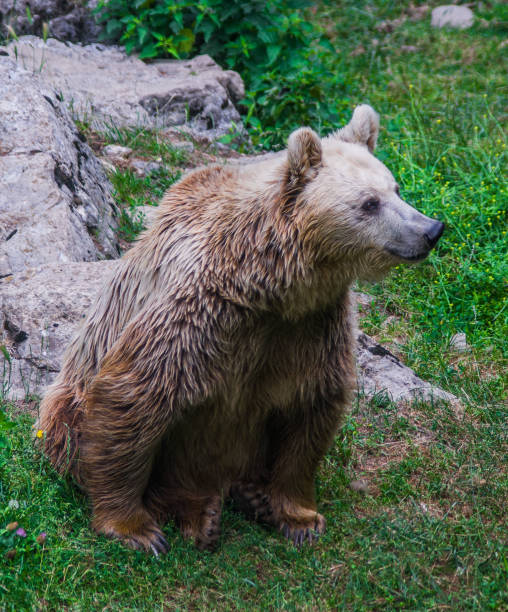 istock brown bear in the free forest in nature 1140182288