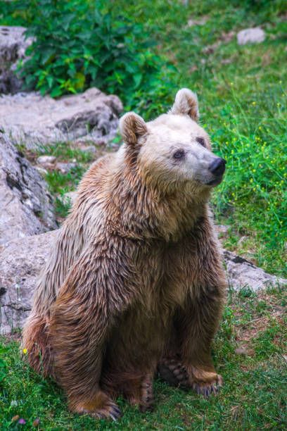 istock bear looks at the prey on the tree and waits for it to fall down 1140182370