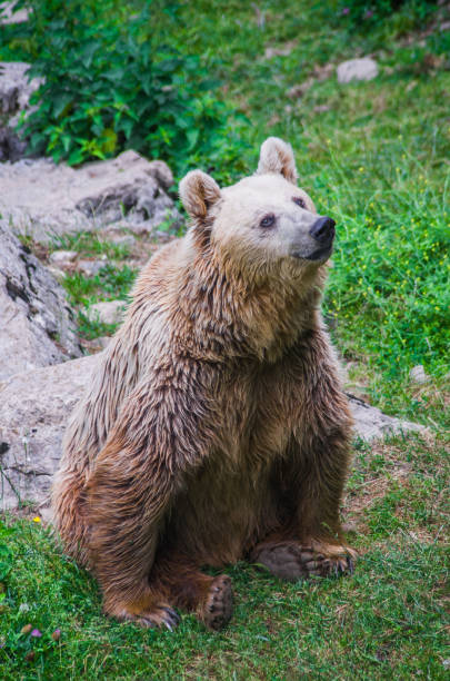 istock bear looks at the prey on the tree and waits for it to fall down 1140182384