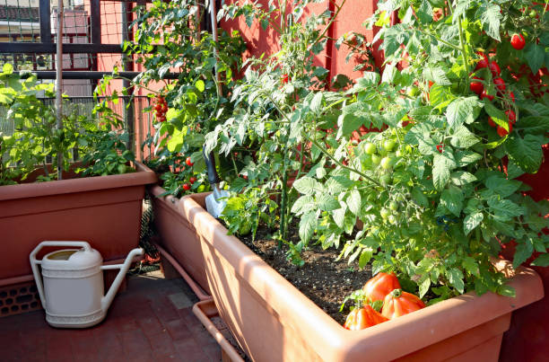 red ripe tomatoes in the vases of an urban garden cultivation of red small Tomatoes in the pots of an urban garden on the terrace of an apartment apartment balcony garden stock pictures, royalty-free photos & images