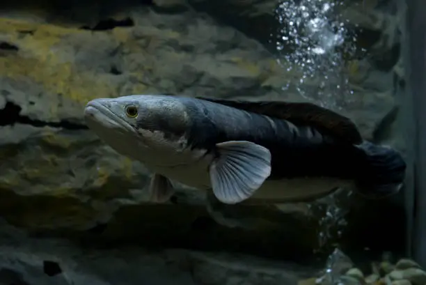 Channa micropeltes fish in aquarium. Wildlife animal.