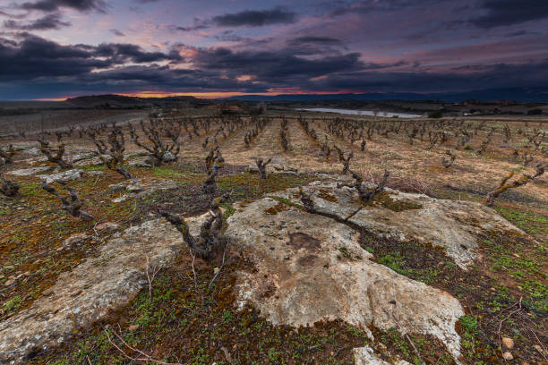 Vineyard in winter in Laguardia, Araba, Spain