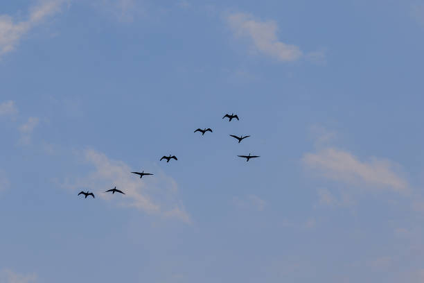 istock Little cormorant flying in the sky 1140187041